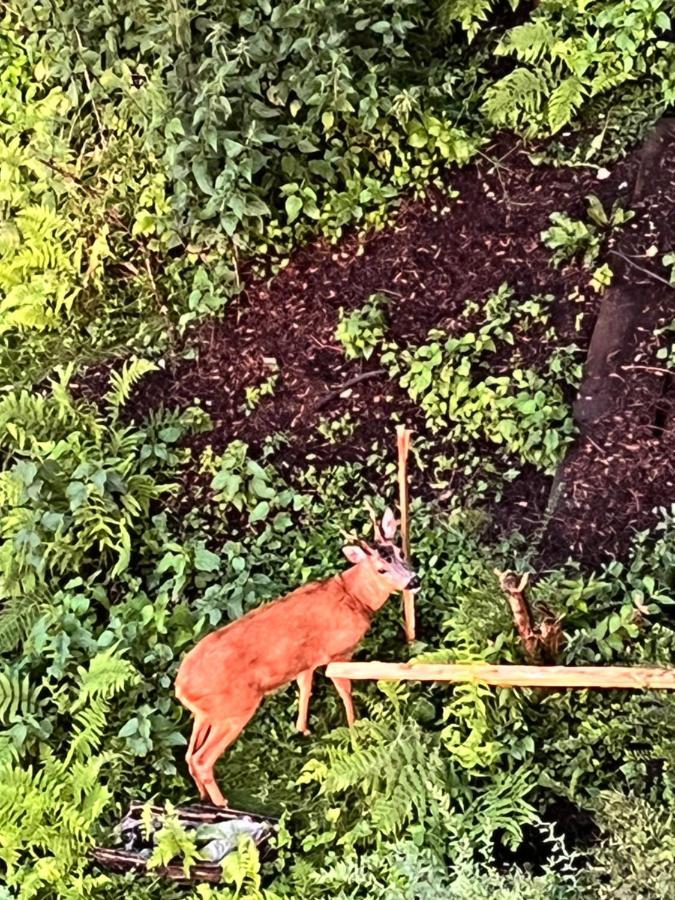 Ferienwohnungen Waldblick Remscheid Kültér fotó