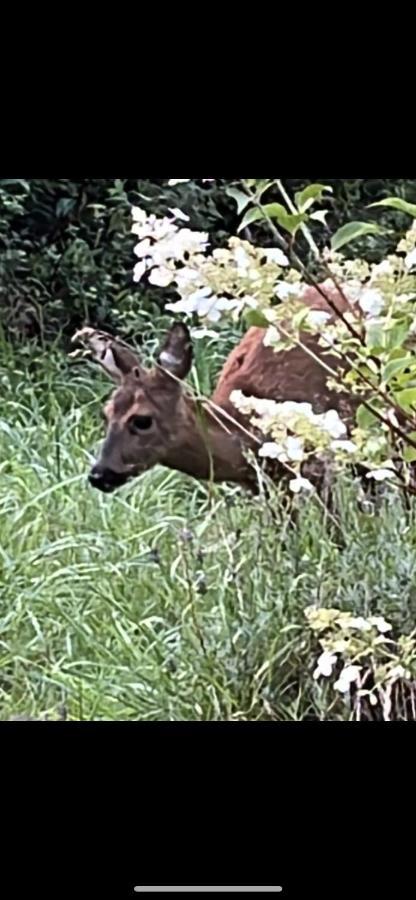 Ferienwohnungen Waldblick Remscheid Kültér fotó